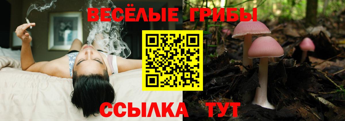 Псилоцибиновые грибы Psilocybe Реутов